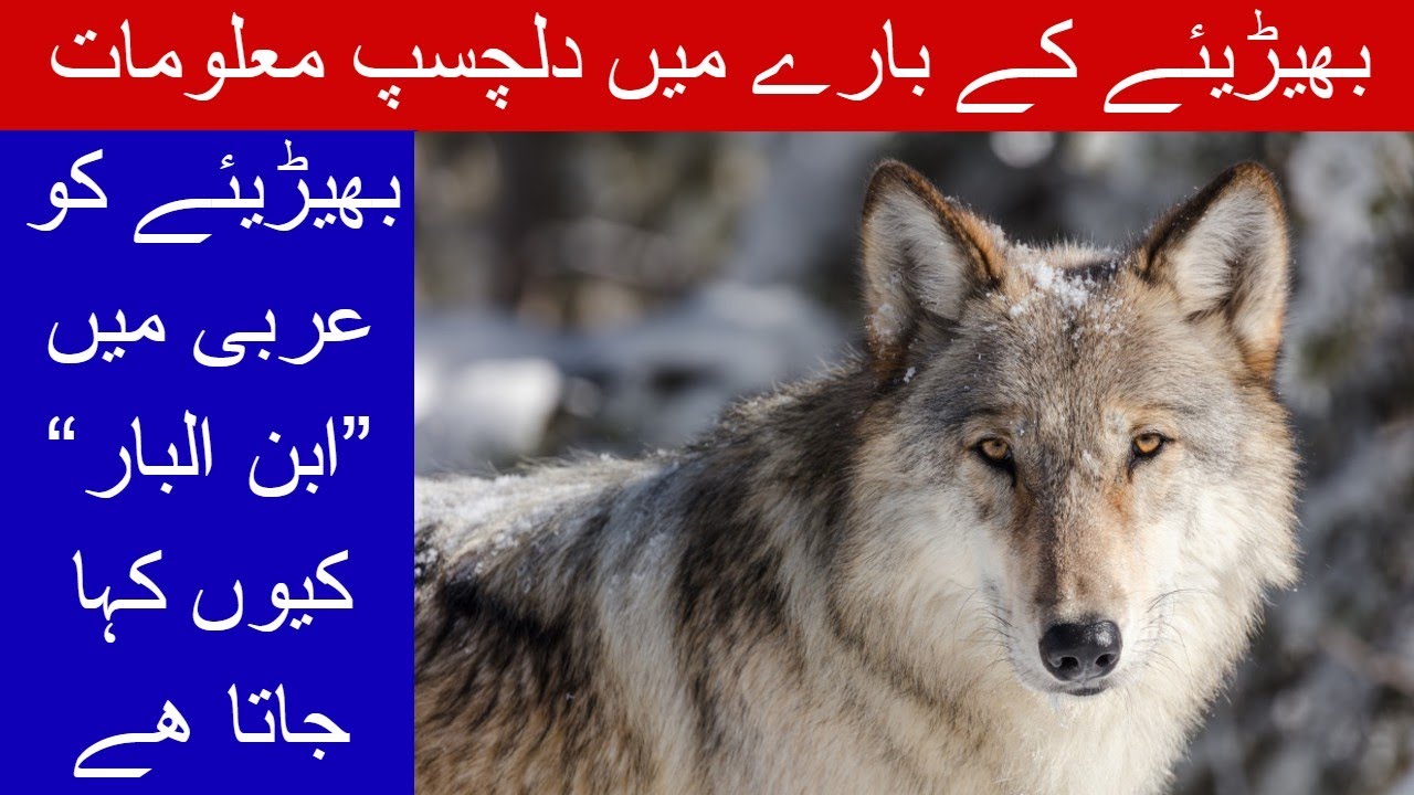 Amazing Facts About Wolf (In Urdu/Hindi) YouTube