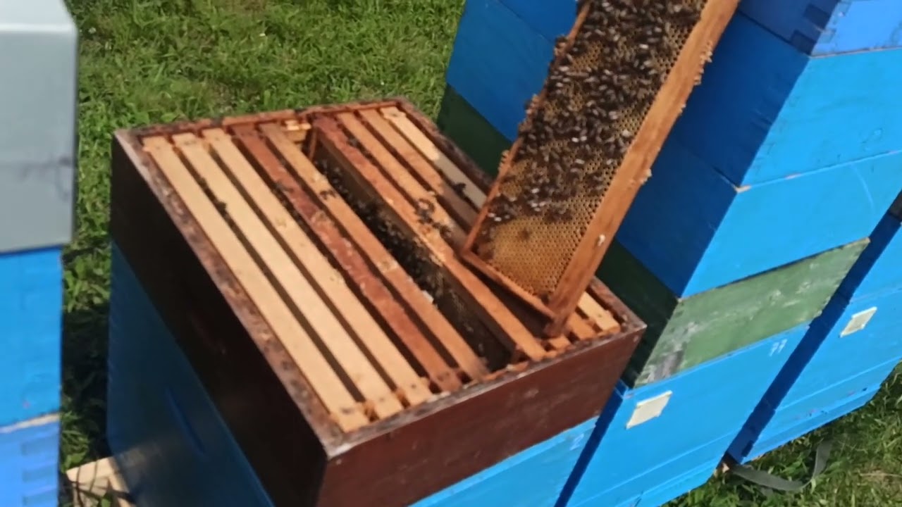 Golija-livadska paša, četvrti deo!