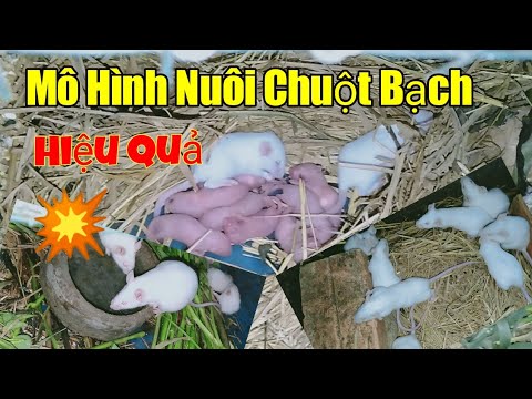 Video: Cách Nuôi Chuột Bạch