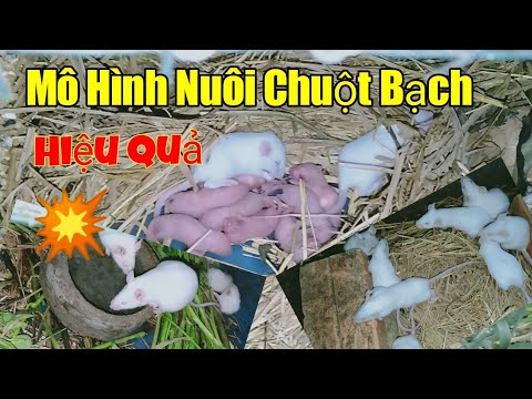 Video Mô Hình Nuôi Chuột Bạch Của Trại Dế Thanh Sang Khởi... - youtube