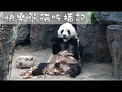 《熊貓早晚安》快樂熊貓吃播記 | iPanda熊貓頻道