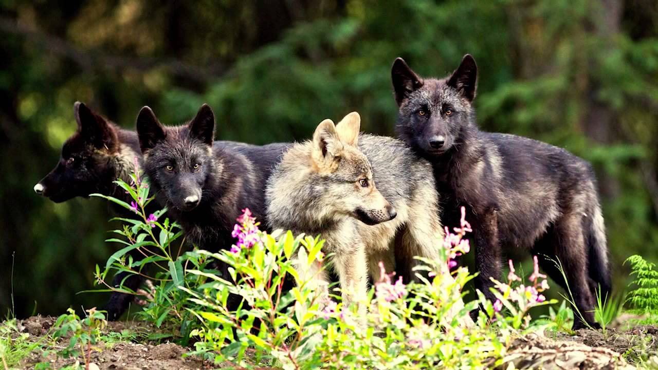 Wildlife Wins of 2014