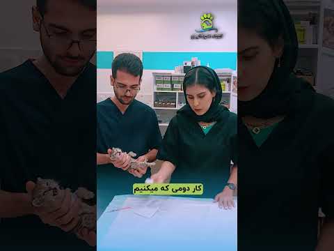 ادرار کردن بچه گربه ها کلینیک ژو آموزشی آموزش حیوانات 