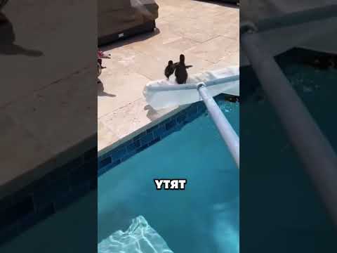 Спасение утят из бассейна🦆