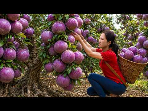 Harvesting Purple Star Apples in the Orchard | Sweet Fruit Sold Fast at the Village Market