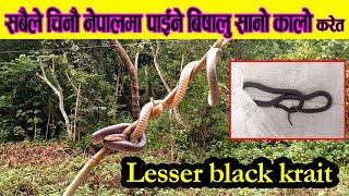 Lesser Black Krait Rescue Venomous Snake || सानो कालो करेत  || dev rai  rescue lesser black krait