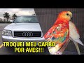 O dia que eu troquei meu CARRO por AVES | Criação de Red Rumped | #PRÓ