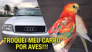 O dia que eu troquei meu CARRO por AVES | Criação de Red Rumped | #PRÓ