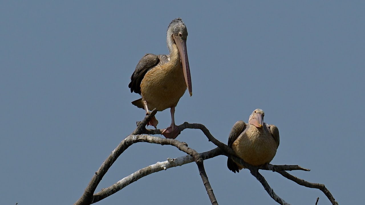 Bird Crane Hiding in Flooded Forest  Bird City and Bird Home 0015