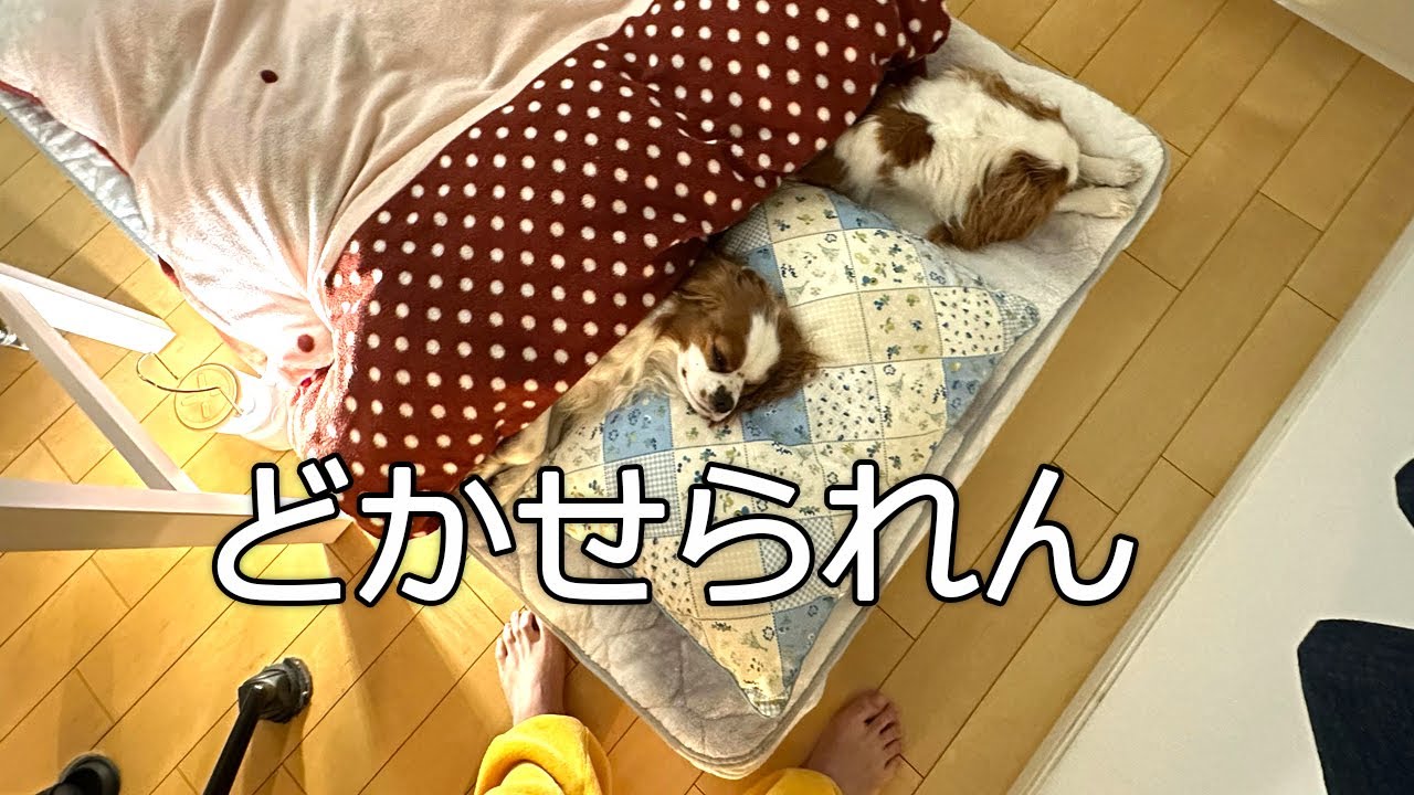 独身女が愛犬にお布団とられるまでの冬ナイトルーティン