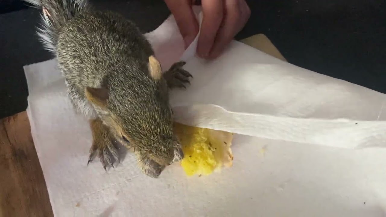 Funny Baby Squirrel Angry Eating