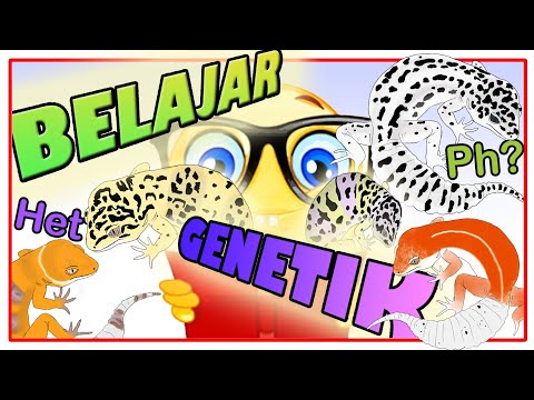 Belajar GENETIK dan MORPH Leopard Gecko (Recessive, Dominant, Co-dom, Polygenic)