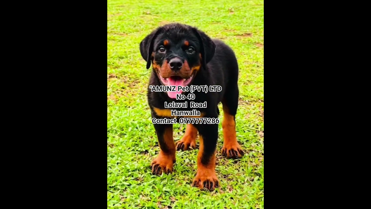 amunz pet (pvt) Ltd hanwalla 0777777286