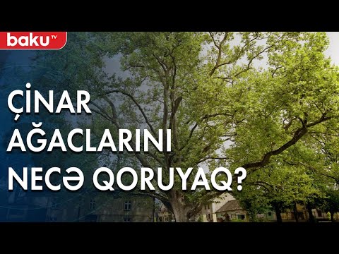 Video: Dovşan qəfəsini təmizləməyin 3 yolu