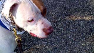 Petey The Pitbull Pointer Mix Walking By Squirrels