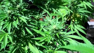 A Whored Out Seed Co. mmj backyard boogie OG101, Holy Grail OG, Kali Kandi. Sept. 1