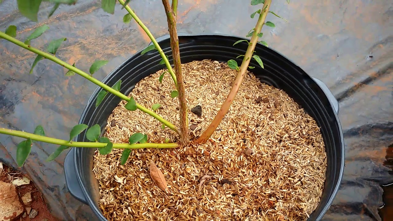 Mirtilo Biloxi (Blueberry Biloxi)