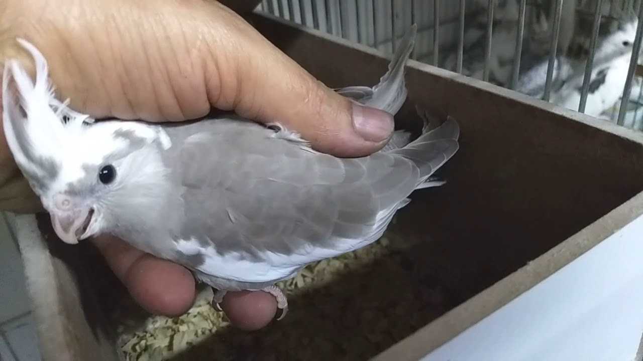 Andamento da reprodução das calopsitas. - YouTube