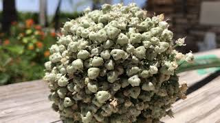 HOW TO HARVEST ONION SEEDS