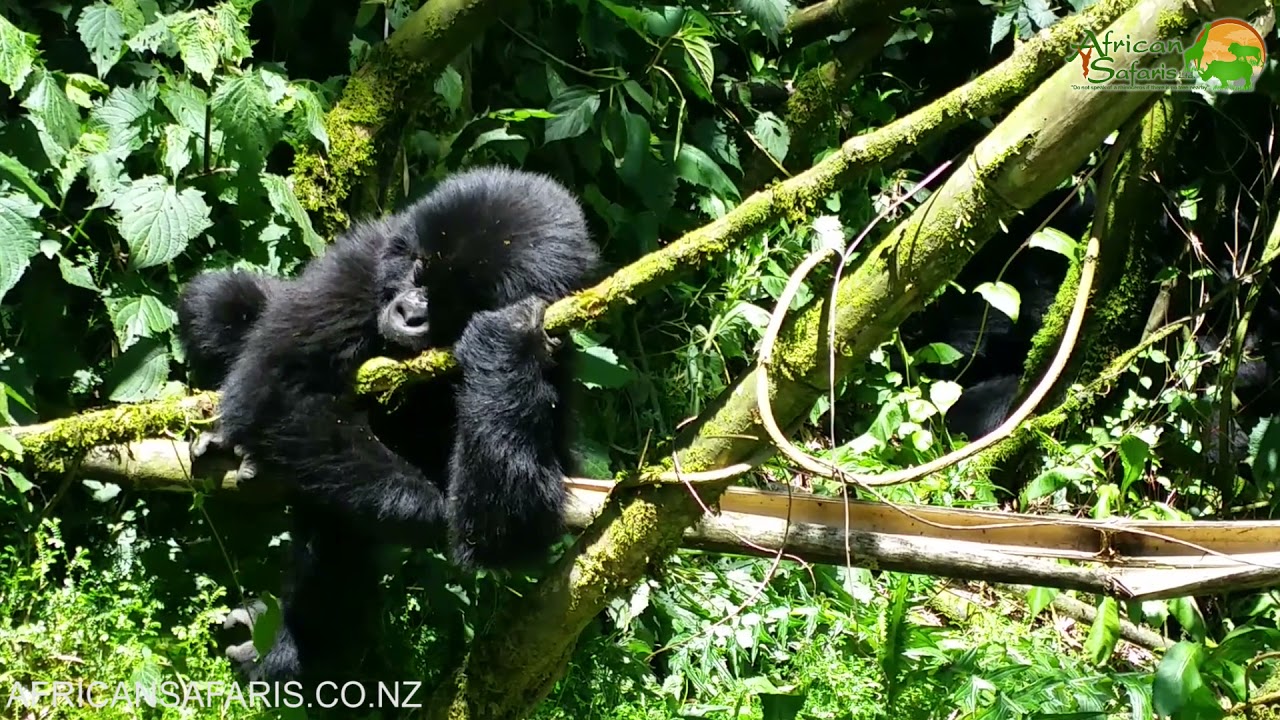 Do Porcupines Shoot Their Quills? (Fact Check) 4 Defense Behaviors