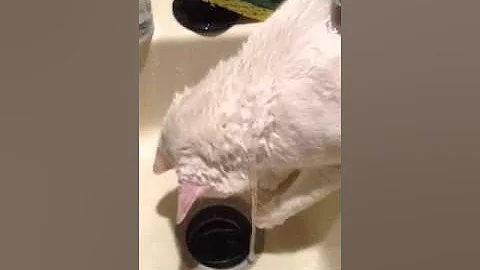 Jasper and Water