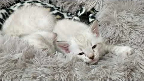 Watch the video about Snow lynx & Silver snow lynx Bengal kittens sleeping 😽