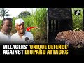 Pune: Leopard-hit Pimparkhed villagers wear ‘spiked collars’ to prevent Leopard Attack