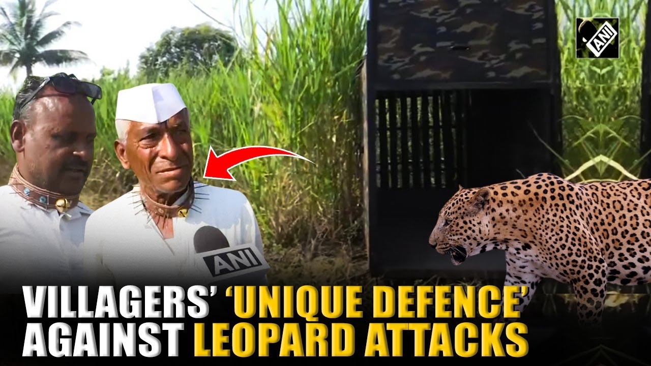 Пуна: жители деревни Пимпархед, пострадавшей от набега леопарда, носят «шипастые ошейники», чтобы...