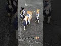 お尻がシンクロしちゃう柴犬×3　#Shors