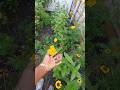 #Zinnia #Patch 😍 #Short #Small #Flowers 🤔 Like and Subscribe ☺️ #Garden #Beauty 😍