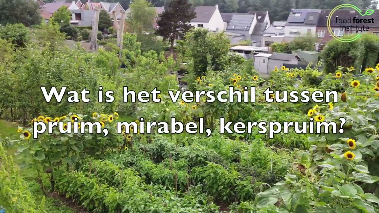 🌳 Wat is het verschil tussen pruim, mirabel & kerspruim? 🍎 Guy De Kinder | Louis De Jaeger