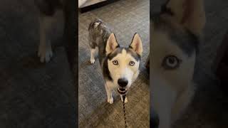 Husky Howling Compilation #husky #huskyhowling #siberianhusky #funnydogs #huskydog #dog