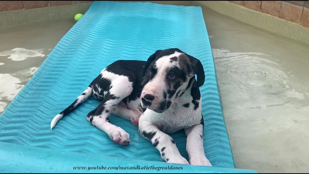 Great Dane Puppy Loves Playing On Pool Floatie Lilo