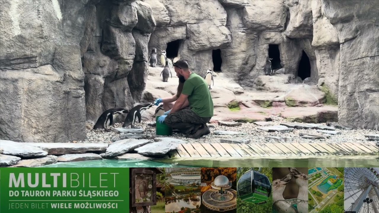 PINGWINY, które nie lubią zimna?! 😱 | Śląskie dla młodych w perspektywie Sary 🐧