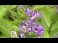 Hummingbird Plants |Andrea DeLong-Amaya |Central Texas Gardener