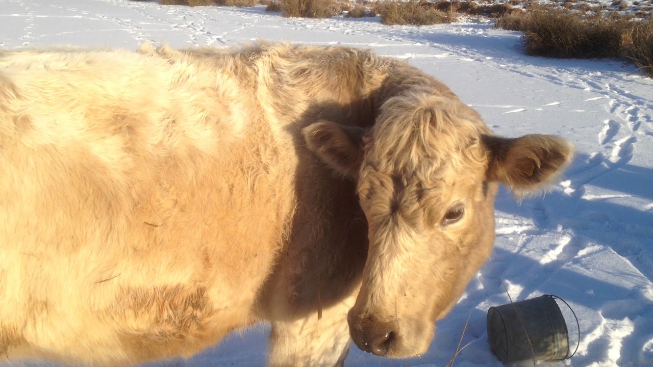 Breaking the ice so cows can drink from the pond