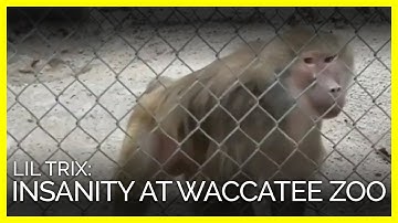 Lil Trix Is Being Driven Insane in Isolation at This Roadside Zoo