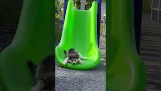 Alaska chubby cute pet playing on the slide Alaska