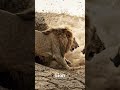 Lion Attack 🦁 #shorts #animals