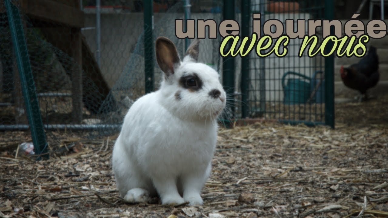 Une journée avec nous , soins cochons d’Inde, friandises...