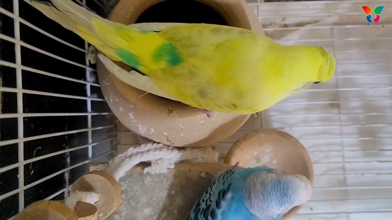 Parent Budgies Feeding & Preening Baby Budgies | Cute Budgie Sounds 🐦😍 