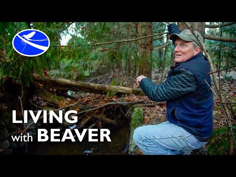 The Unexpected Beauty Of A Beaver Basecamp: Before & After Photos!