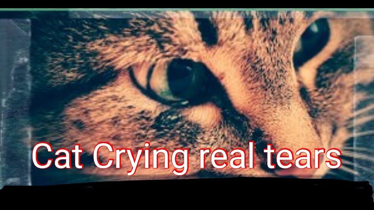 Cat Crying With TEARS 😢 Cat bay Crying Cat homemade Video