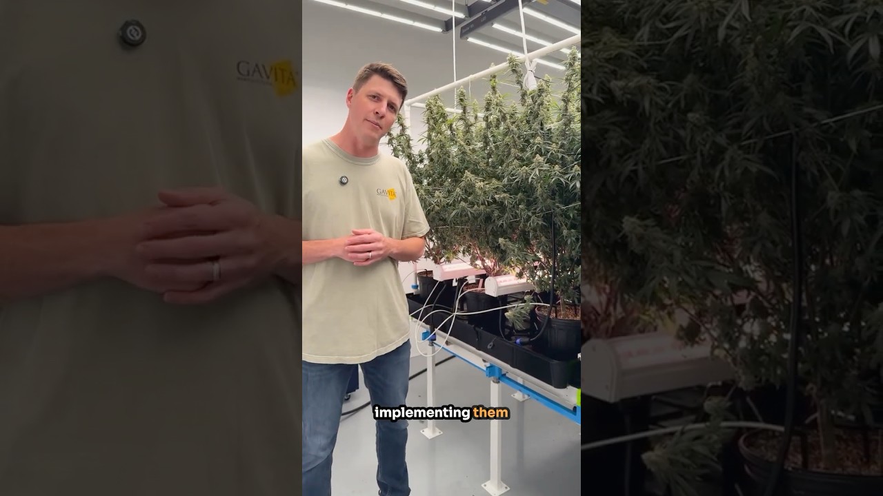 From Setup to Success: Implementing Gavita Under Canopy Fixtures