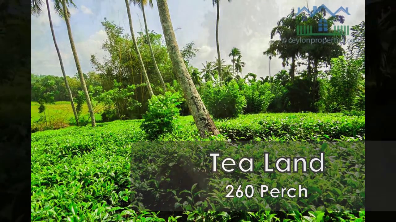 Tea Land YouTube