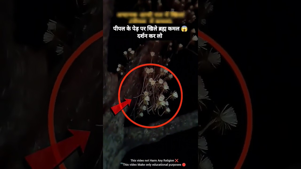 Miracle Brahma Kamal Bloomed On The Peepal Tree At Night 