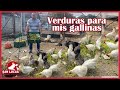 Alimentación de gallinas con VERDURAS | Dieta balanceada🐔 | Granja San Lucas