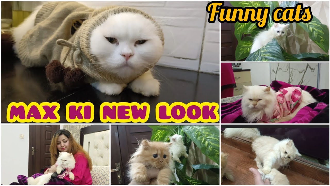 Max ki new look | Moni ko chote bchon ko Marti hai | cute and funny cats | Persian cats | cats