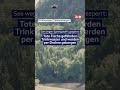 Gefährden Trinkwasser: Tote Fische werden per Drohne geborgen