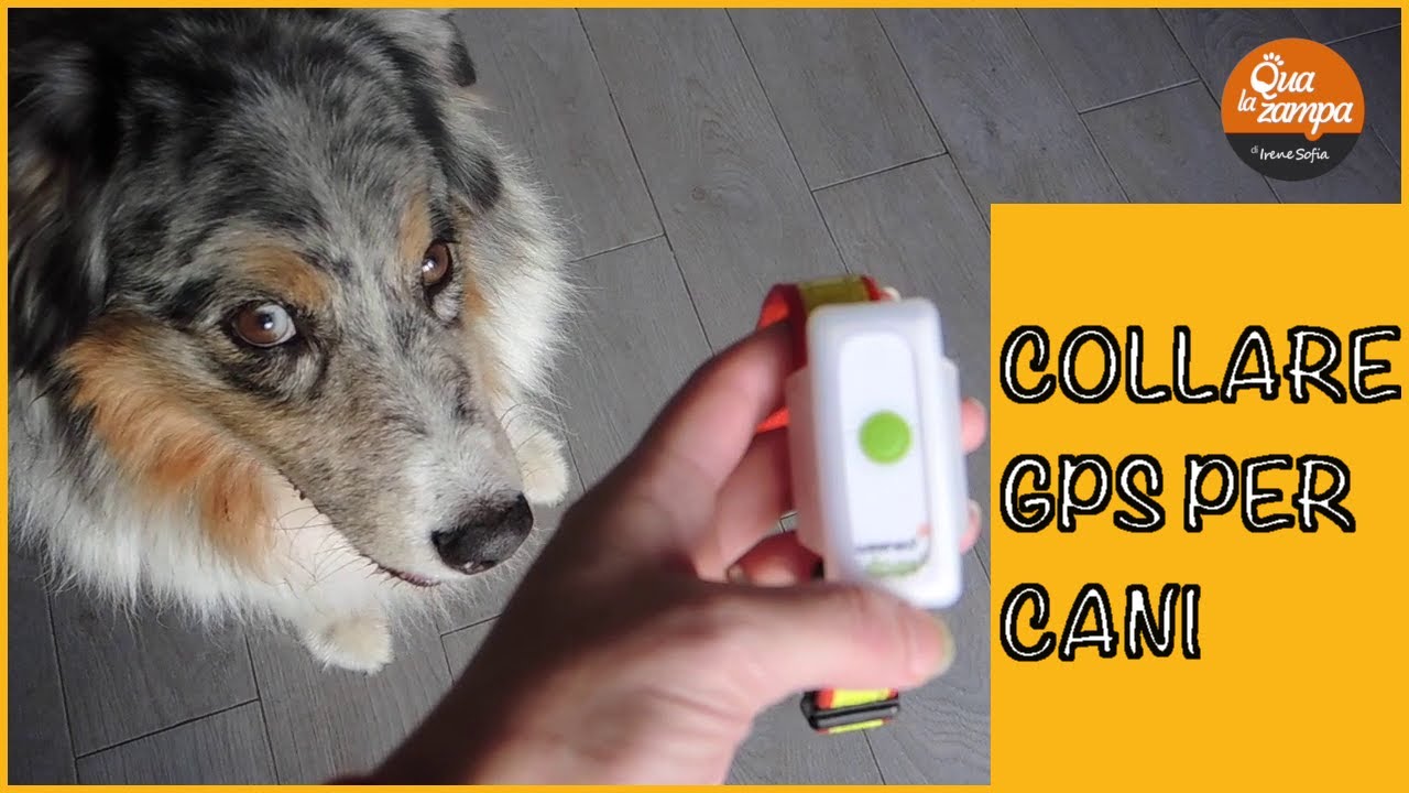 Collare GPS per cani Weenect: la nostra recensione